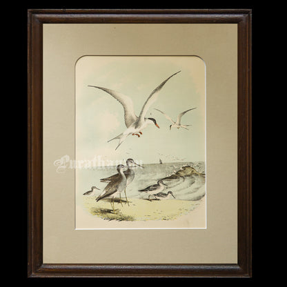 Bird - Chromo lithograph print (Plate - XI) by Theodore Jasper -  Bird Art / Avian Art