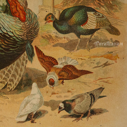 The Turkey and some Pigeons - Bird Art / Avian Art - Chromolithograph Print