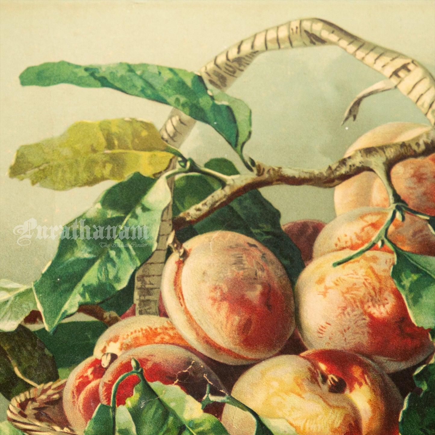 Bowl of Peaches by Francesca Alexander - Chromolithograph Print