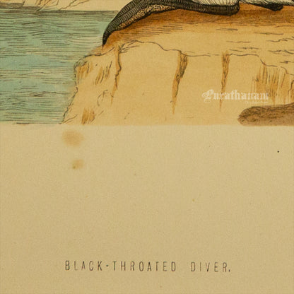 Bird -Black Throated Diver - Hand-Coloured Wood Engraving - Bird Art / Avian Art