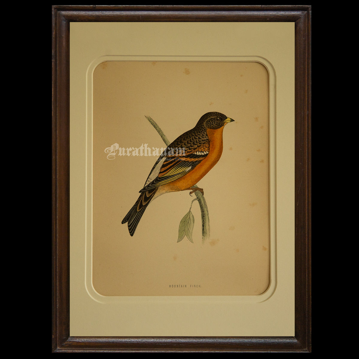 Bird -Mountain Finch- Hand-Coloured Wood Engraving - Bird Art / Avian Art