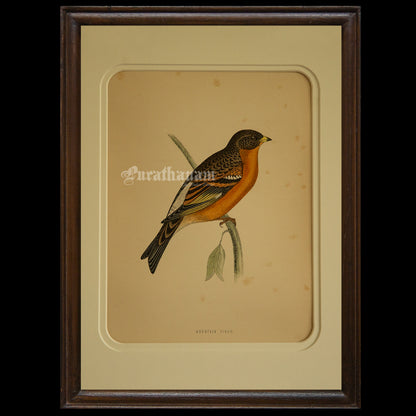 Bird -Mountain Finch- Hand-Coloured Wood Engraving - Bird Art / Avian Art