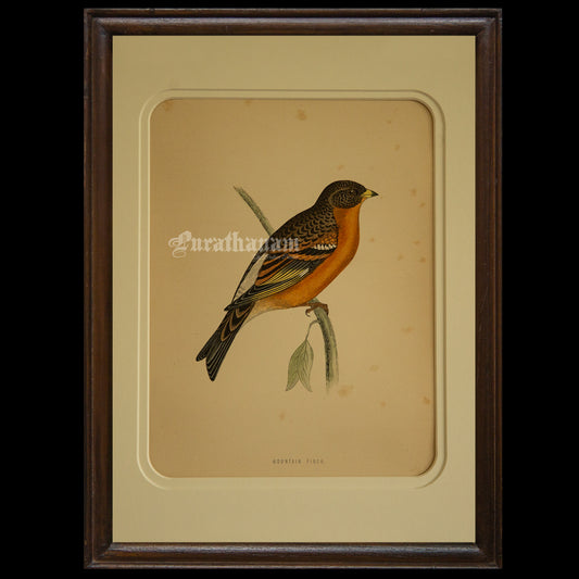 Bird -Mountain Finch- Hand-Coloured Wood Engraving - Bird Art / Avian Art