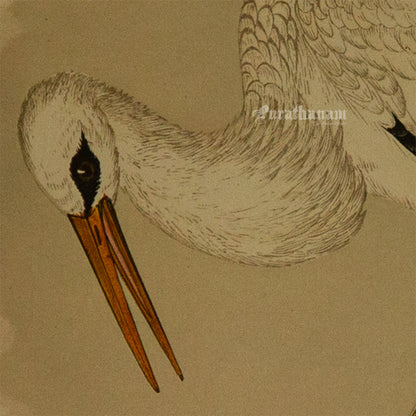 Bird - White Stork - Hand-Coloured Wood Engraving - Bird Art / Avian Art