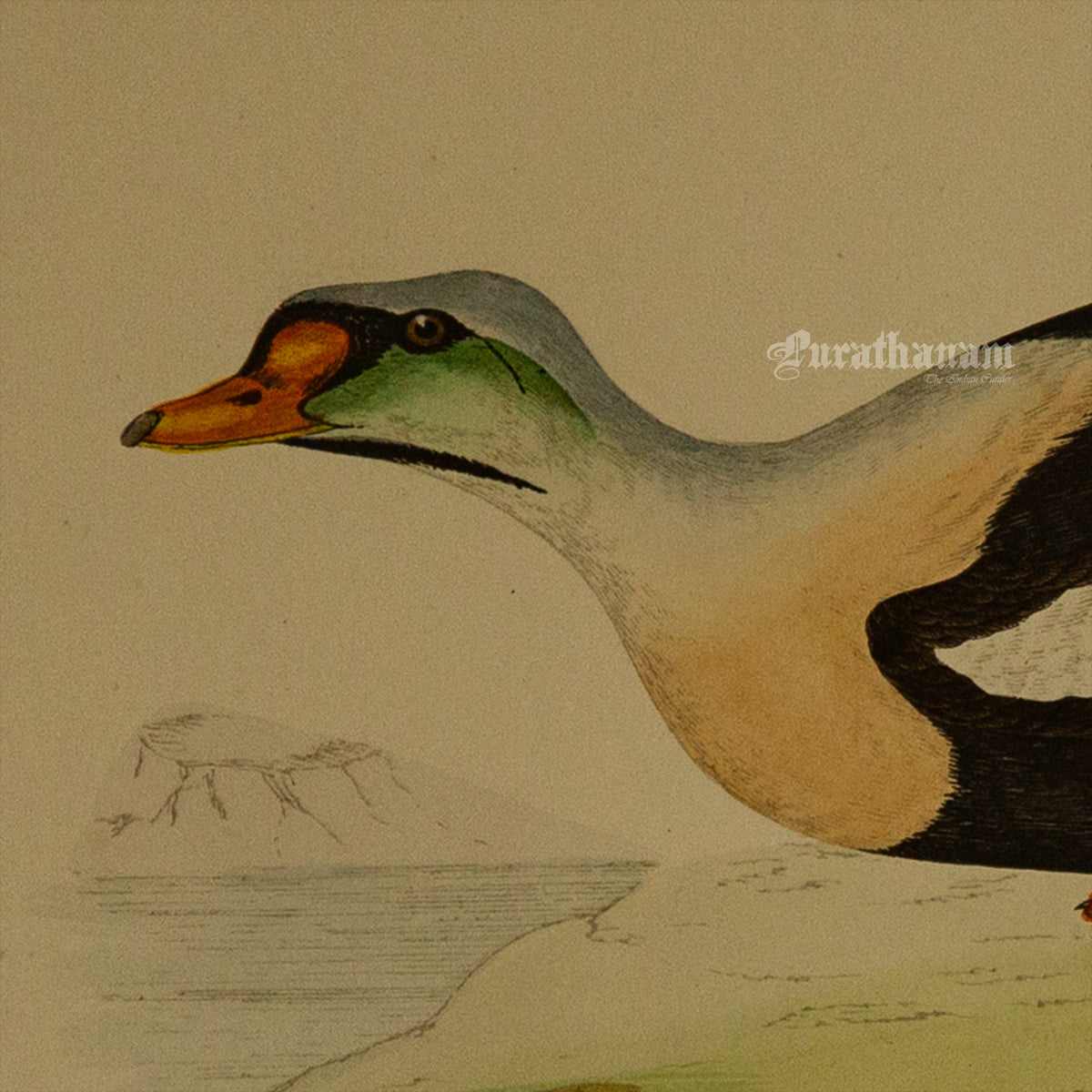 Bird - King Duck - Hand-Coloured Wood Engraving - Bird Art / Avian Art