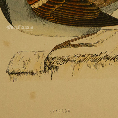 Bird -Sparrow - Hand-Coloured Wood Engraving - Bird Art / Avian Art