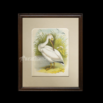 Bird - Chromo lithograph print (Plate - LI) by Theodore Jasper -  Bird Art / Avian Art