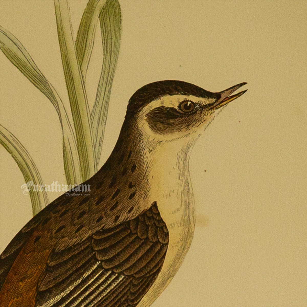 Bird -Sedge Warbler - Hand-Coloured Wood Engraving - Bird Art / Avian Art