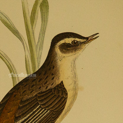 Bird -Sedge Warbler - Hand-Coloured Wood Engraving - Bird Art / Avian Art