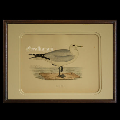 Bird - Common Gull  - Hand-Coloured Wood Engraving - Bird Art / Avian Art
