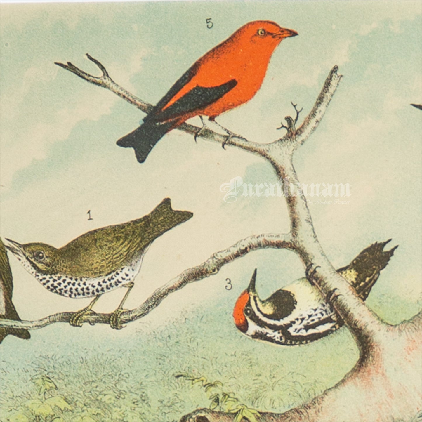 Bird - Chromo lithograph print (Plate - IX) -  Bird Art / Avian Art