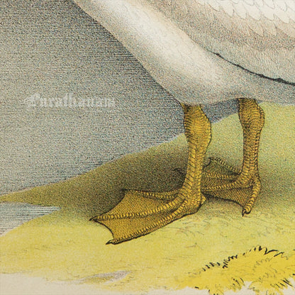 Bird - Chromo lithograph print (Plate - LI) by Theodore Jasper -  Bird Art / Avian Art