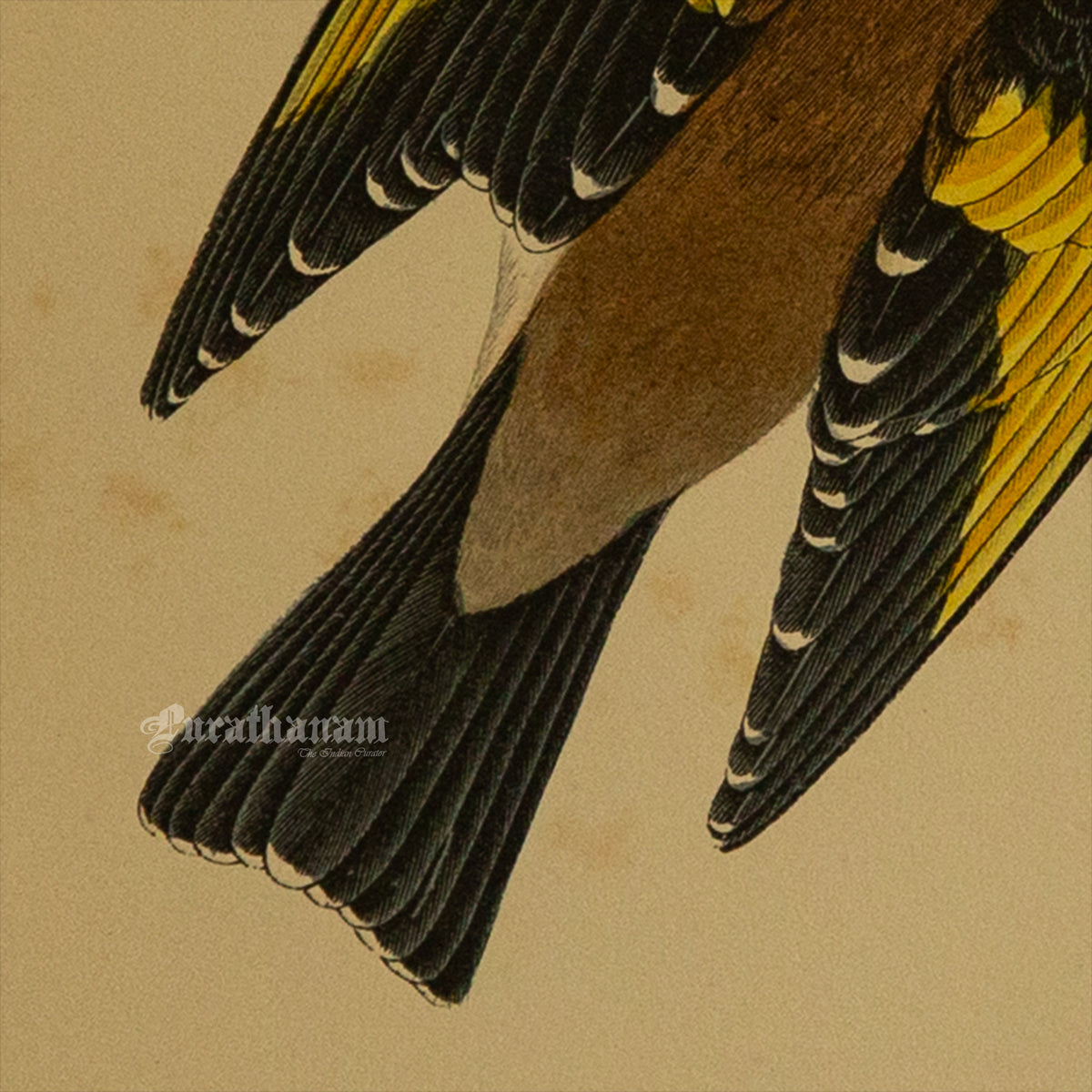 Bird -Gold Finch - Hand-Coloured Wood Engraving - Bird Art / Avian Art