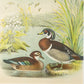Bird - Chromo lithograph print (Plate - VIII) by Theodore Jasper -  Bird Art / Avian Art