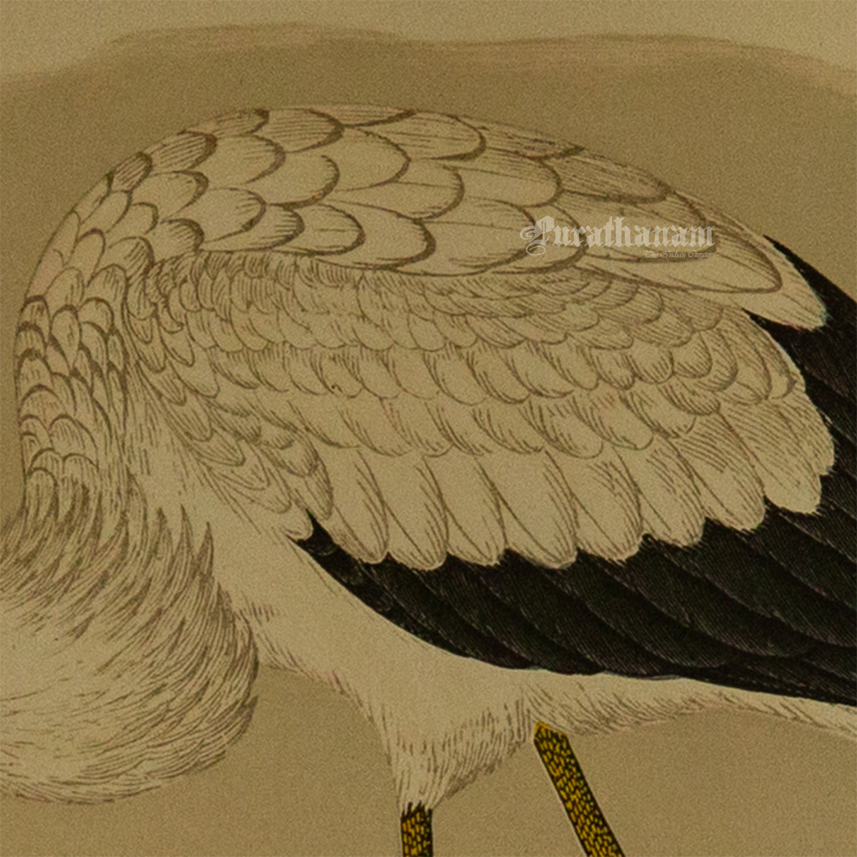 Bird - White Stork - Hand-Coloured Wood Engraving - Bird Art / Avian Art