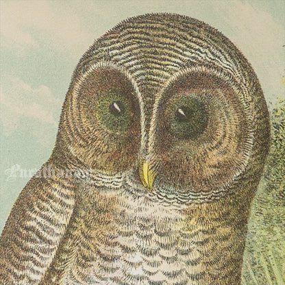 Bird - Barred Owl Chromo lithograph print (Plate - XXII) by Theodore Jasper -  Bird Art / Avian Art