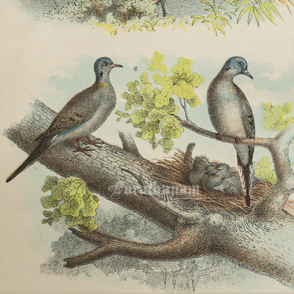 Bird - Chromo lithograph print (Plate - I ) by Theodore Jasper -  Bird Art / Avian Art