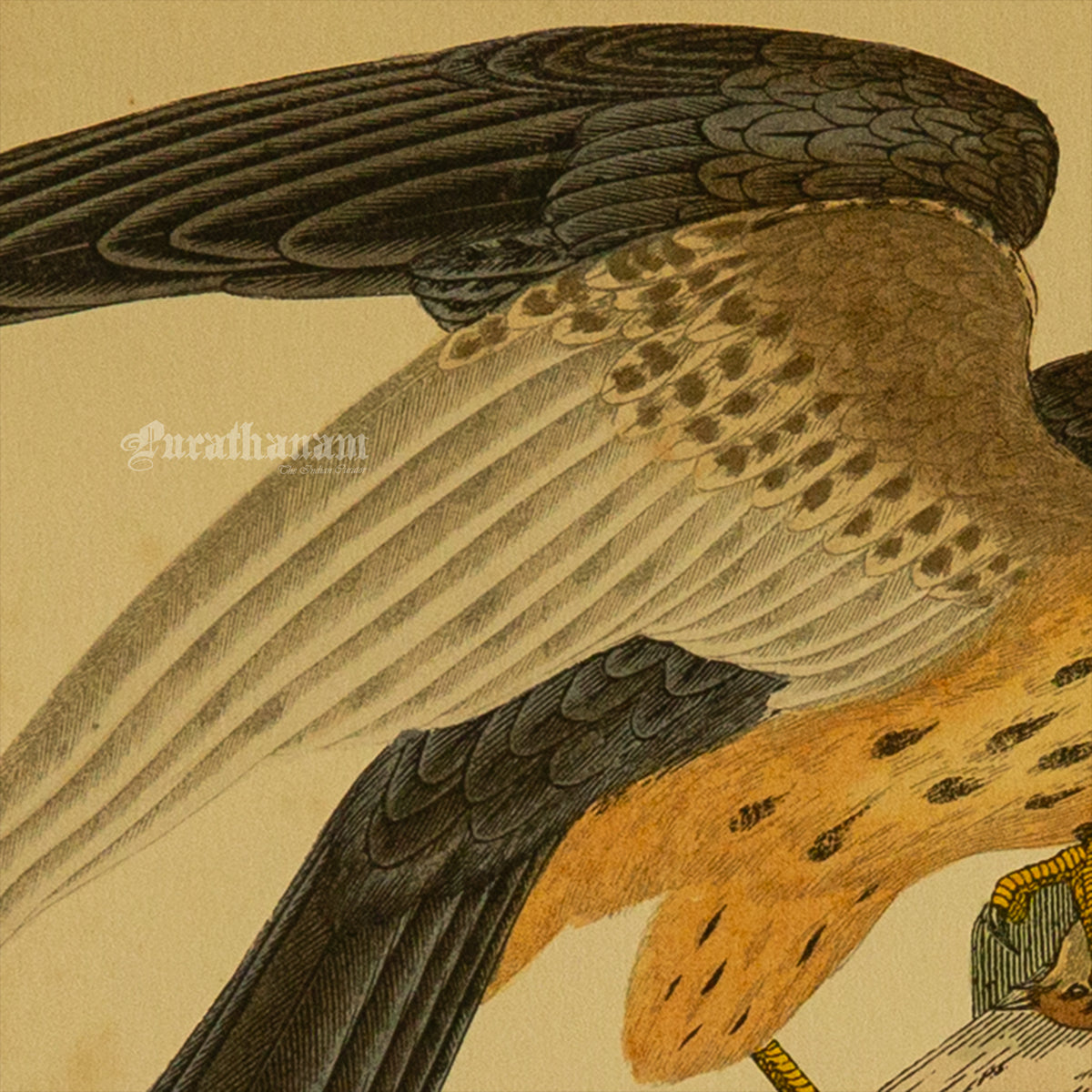Bird - Hobby- Hand-Coloured Wood Engraving - Bird Art / Avian Art