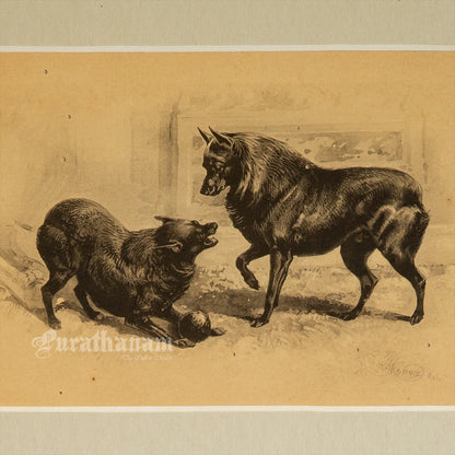 Dogs- Playful Encounter – Schipperke Study, Antique Book Plate (Wildlife Art)- Photogravure Print