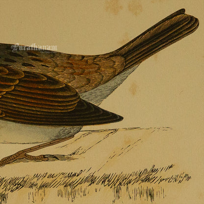 Bird -Sparrow - Hand-Coloured Wood Engraving - Bird Art / Avian Art