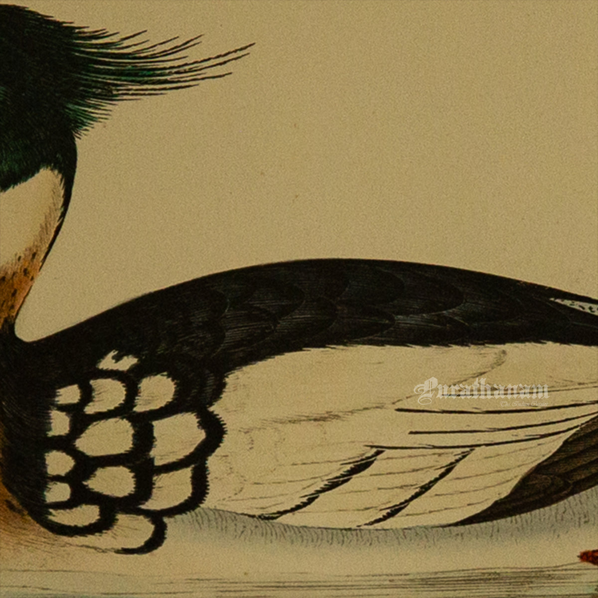 Bird -Red Breasted Merganser - Hand-Coloured Wood Engraving - Bird Art / Avian Art
