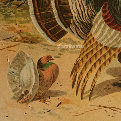 The Turkey and some Pigeons - Bird Art / Avian Art - Chromolithograph Print