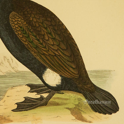 Bird - Cormorant - Hand-Coloured Wood Engraving - Bird Art / Avian Art