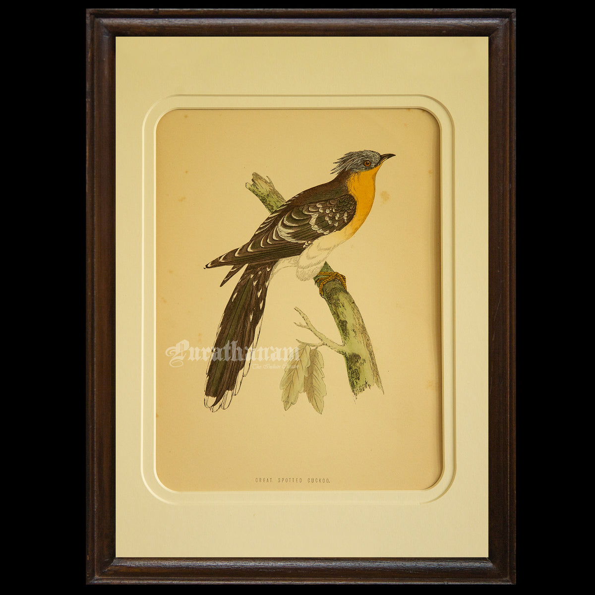 Bird - Great spotted Cuckoo- Hand-Coloured Wood Engraving - Bird Art / Avian Art