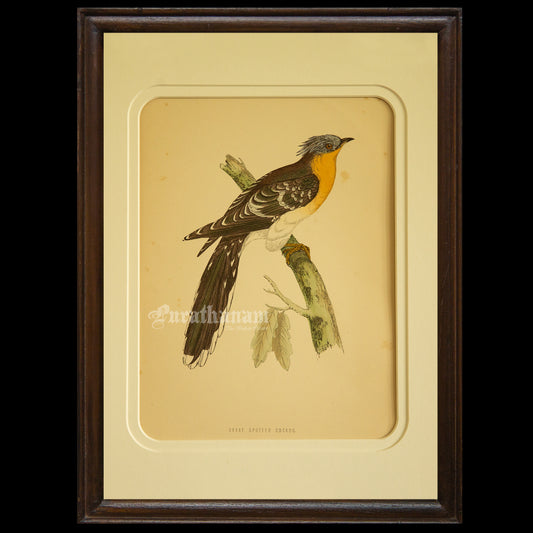 Bird - Great spotted Cuckoo- Hand-Coloured Wood Engraving - Bird Art / Avian Art