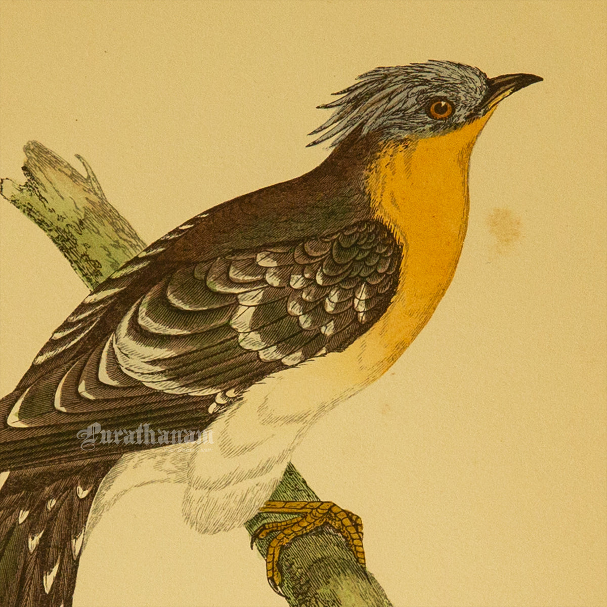 Bird - Great spotted Cuckoo- Hand-Coloured Wood Engraving - Bird Art / Avian Art