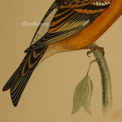 Bird -Mountain Finch- Hand-Coloured Wood Engraving - Bird Art / Avian Art