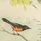 Bird - Chromo lithograph print (Plate -XII) by Theodore Jasper -  Bird Art / Avian Art