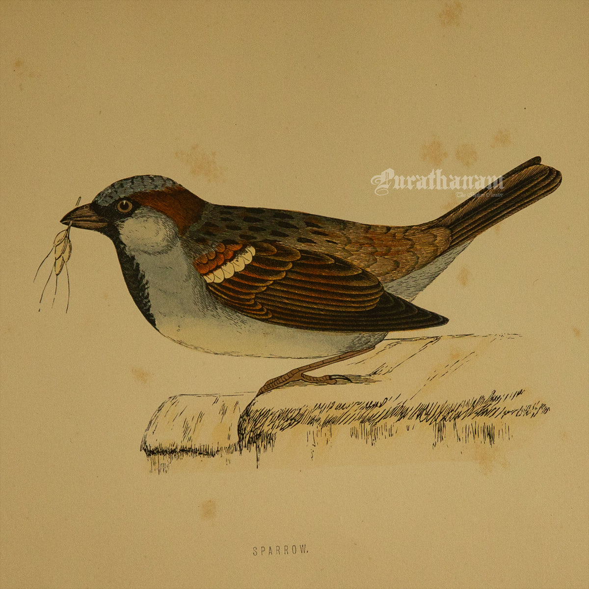 Bird -Sparrow - Hand-Coloured Wood Engraving - Bird Art / Avian Art