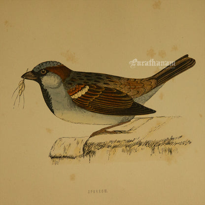 Bird -Sparrow - Hand-Coloured Wood Engraving - Bird Art / Avian Art