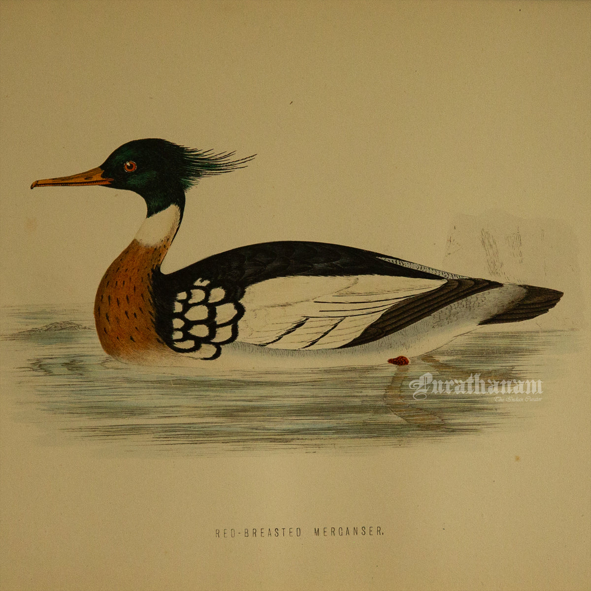 Bird -Red Breasted Merganser - Hand-Coloured Wood Engraving - Bird Art / Avian Art