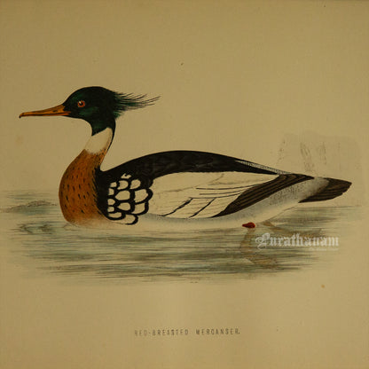 Bird -Red Breasted Merganser - Hand-Coloured Wood Engraving - Bird Art / Avian Art