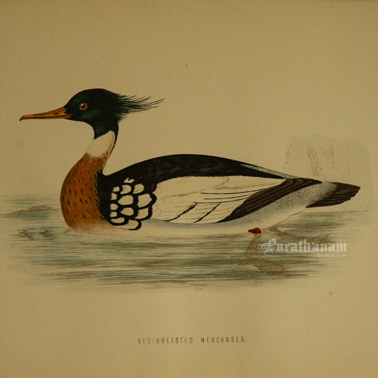 Bird -Red Breasted Merganser - Hand-Coloured Wood Engraving - Bird Art / Avian Art