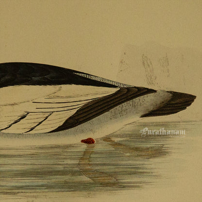 Bird -Red Breasted Merganser - Hand-Coloured Wood Engraving - Bird Art / Avian Art
