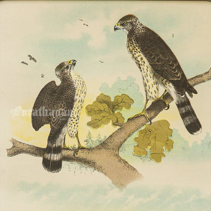 Bird - Chromo lithograph print (Plate - LVIII) by Theodore Jasper -  Bird Art / Avian Art