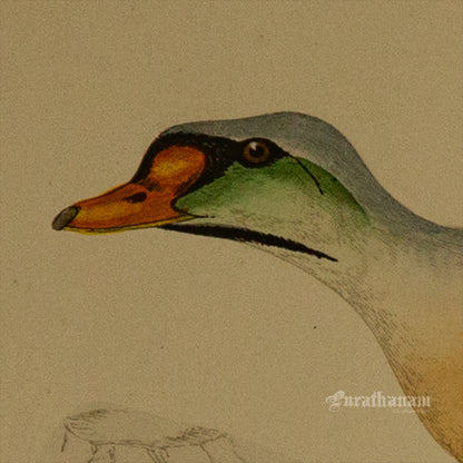 Bird - King Duck - Hand-Coloured Wood Engraving - Bird Art / Avian Art