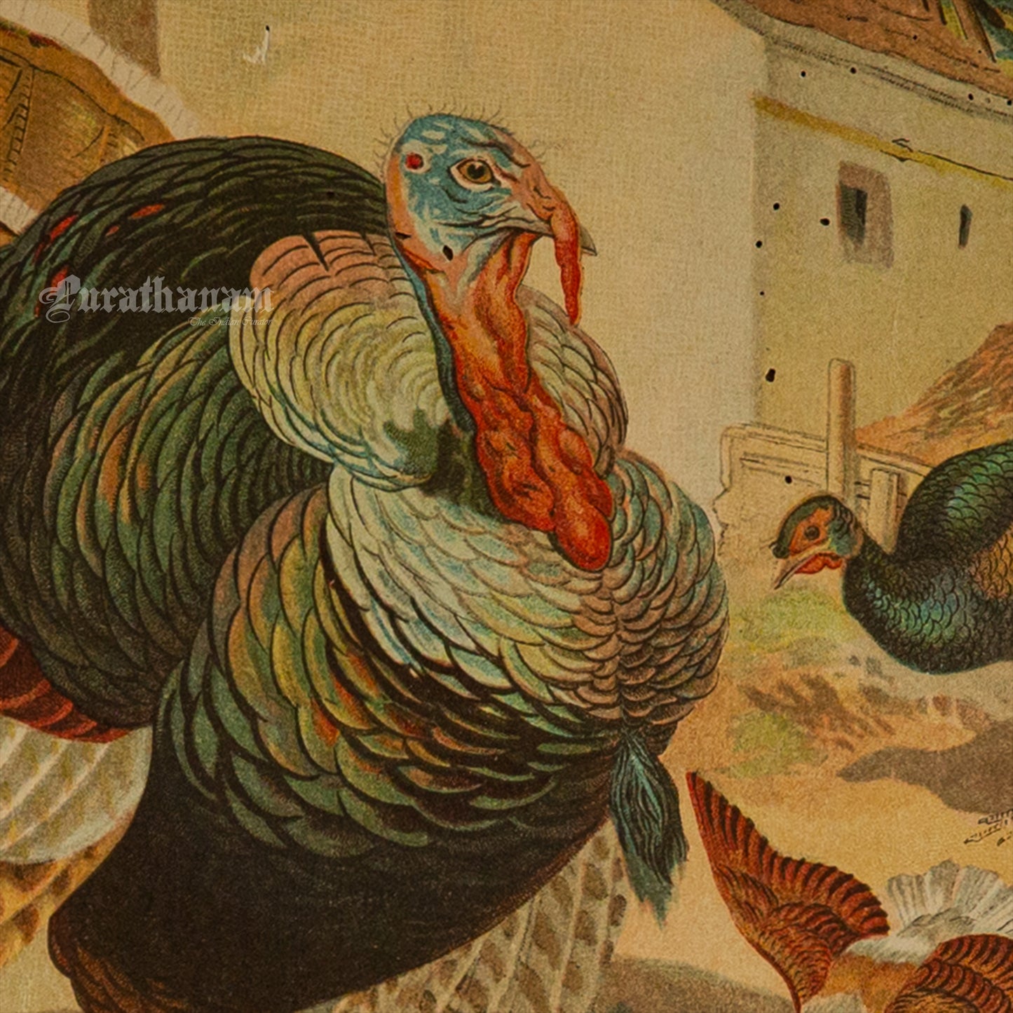 The Turkey and some Pigeons - Bird Art / Avian Art - Chromolithograph Print