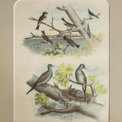 Bird - Chromo lithograph print (Plate - I ) by Theodore Jasper -  Bird Art / Avian Art