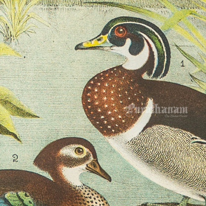 Bird - Chromo lithograph print (Plate - VIII) by Theodore Jasper -  Bird Art / Avian Art