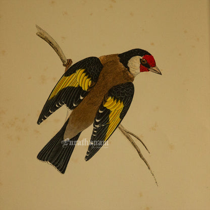 Bird -Gold Finch - Hand-Coloured Wood Engraving - Bird Art / Avian Art