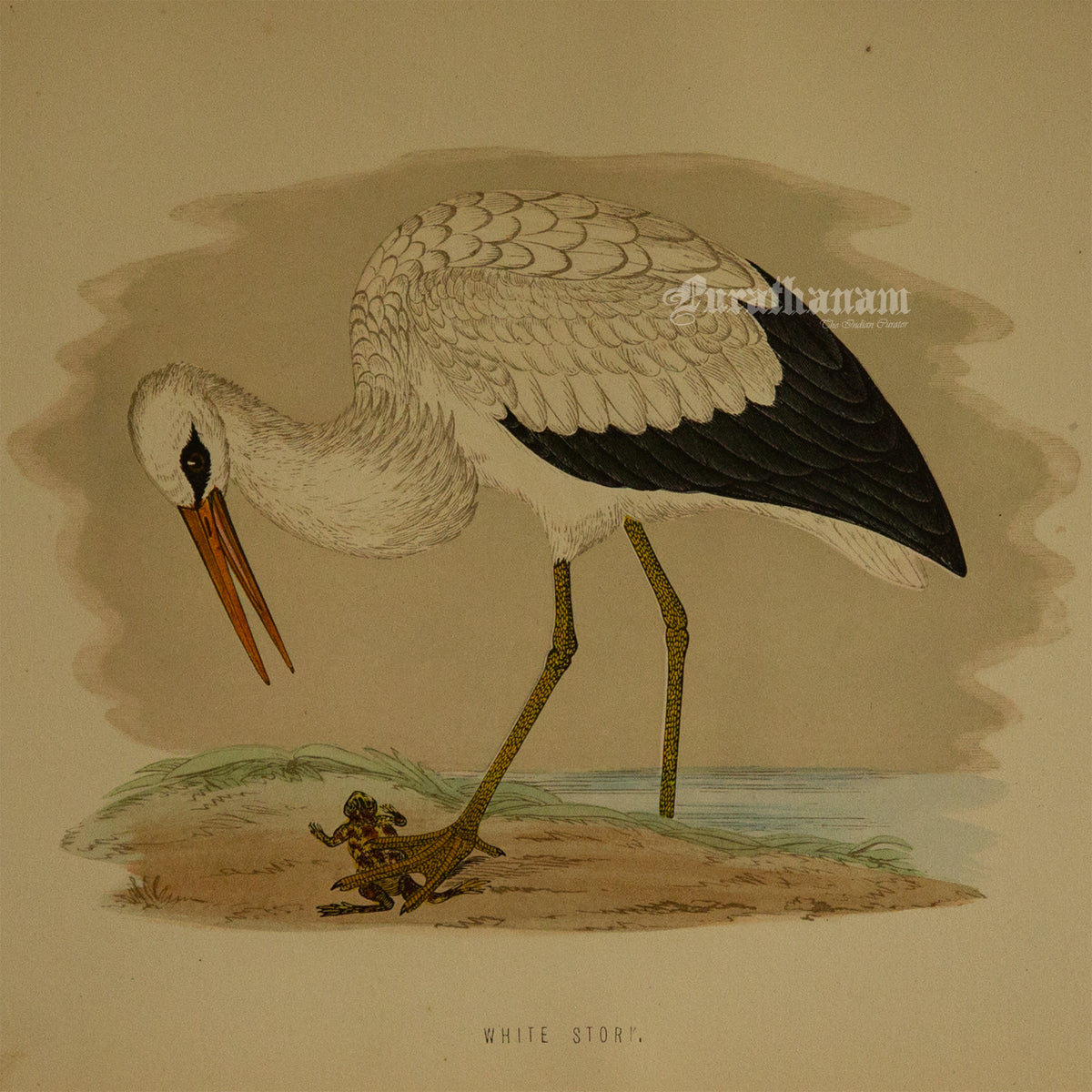 Bird - White Stork - Hand-Coloured Wood Engraving - Bird Art / Avian Art