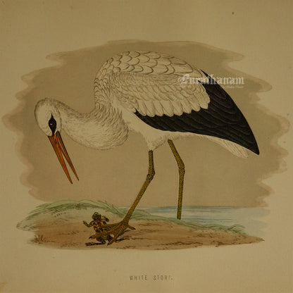 Bird - White Stork - Hand-Coloured Wood Engraving - Bird Art / Avian Art