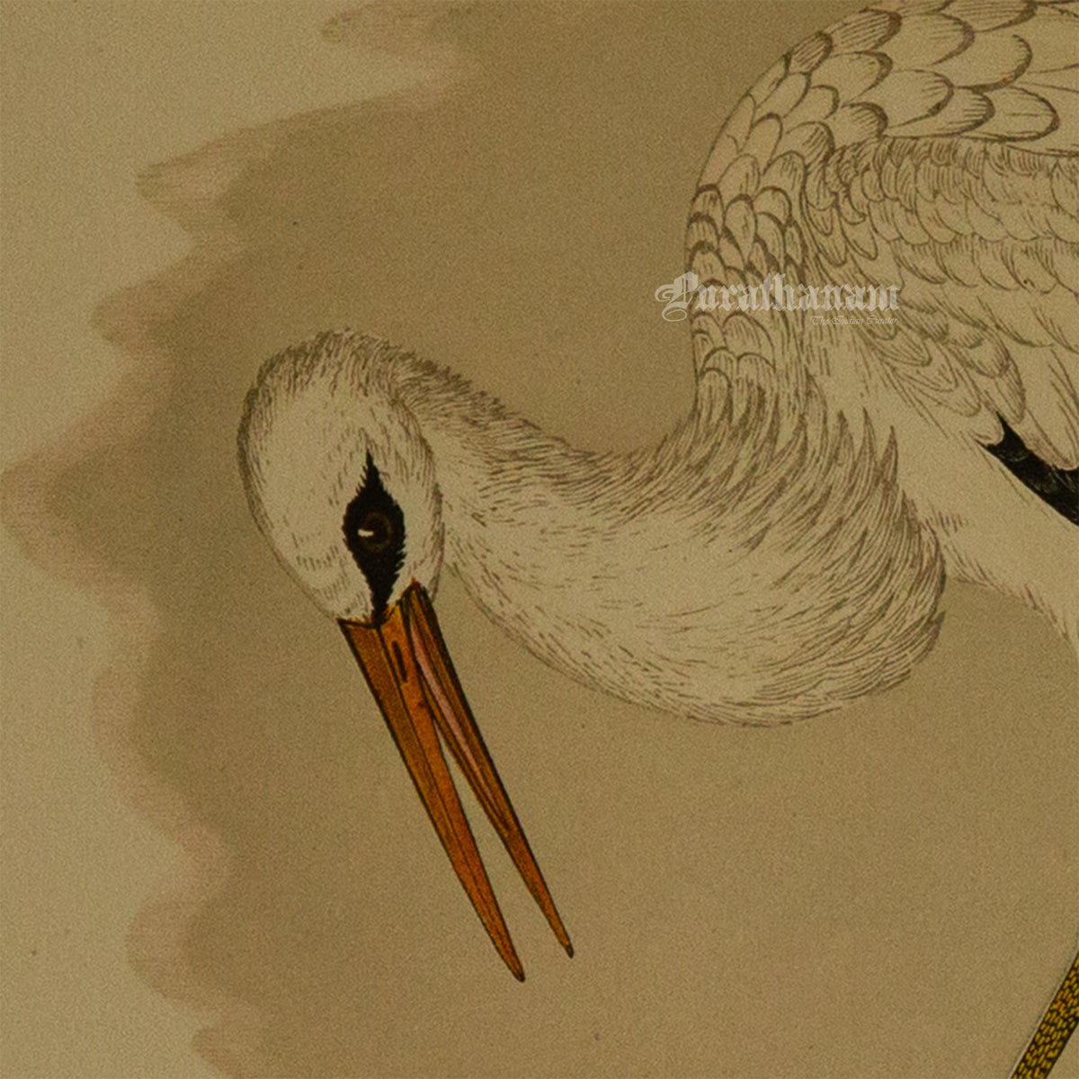 Bird - White Stork - Hand-Coloured Wood Engraving - Bird Art / Avian Art