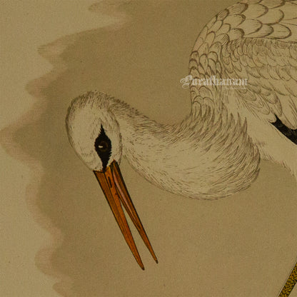 Bird - White Stork - Hand-Coloured Wood Engraving - Bird Art / Avian Art
