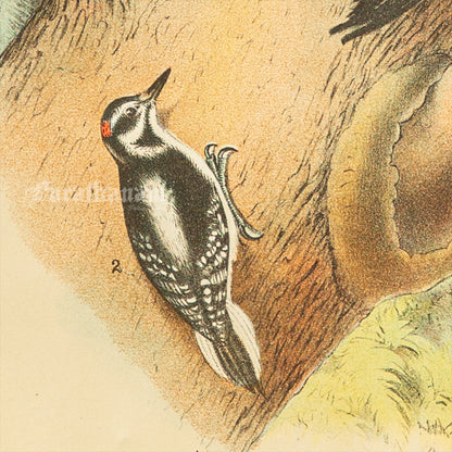 Bird - Chromo lithograph print (Plate -XVIII) by Theodore Jasper -  Bird Art / Avian Art
