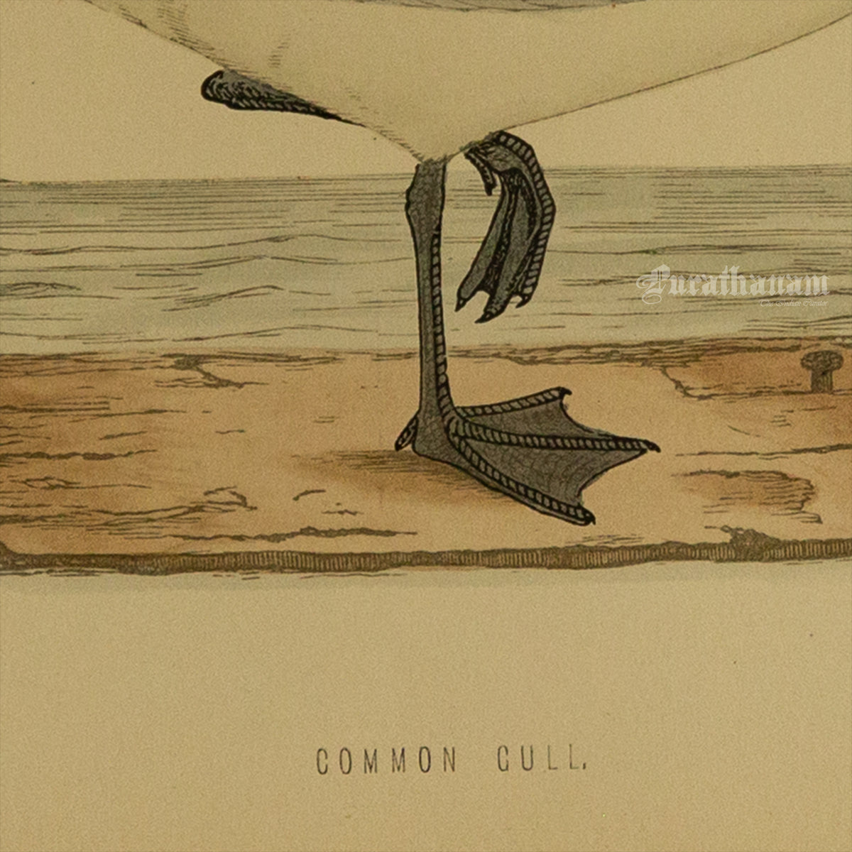 Bird - Common Gull  - Hand-Coloured Wood Engraving - Bird Art / Avian Art